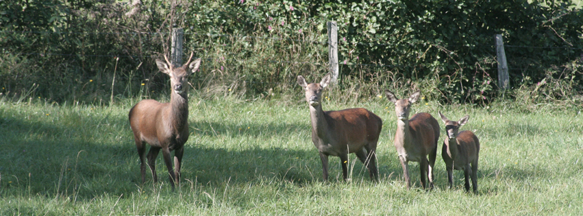 Nos voisins les cerfs et les biches gite